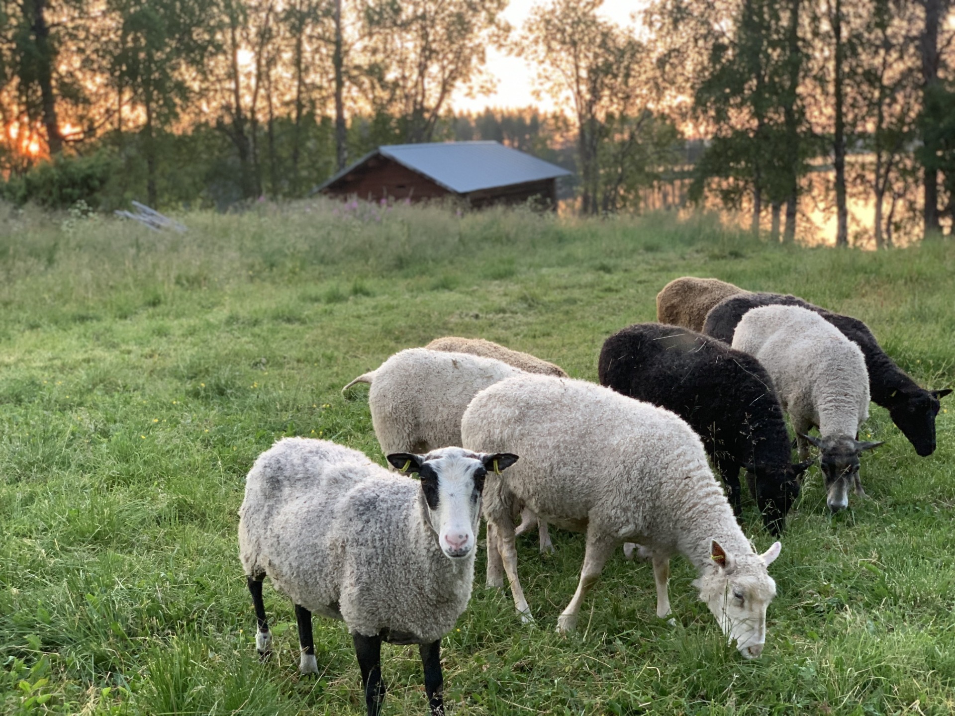 Wellbeing from nature and sheep at Saariniemi Estate