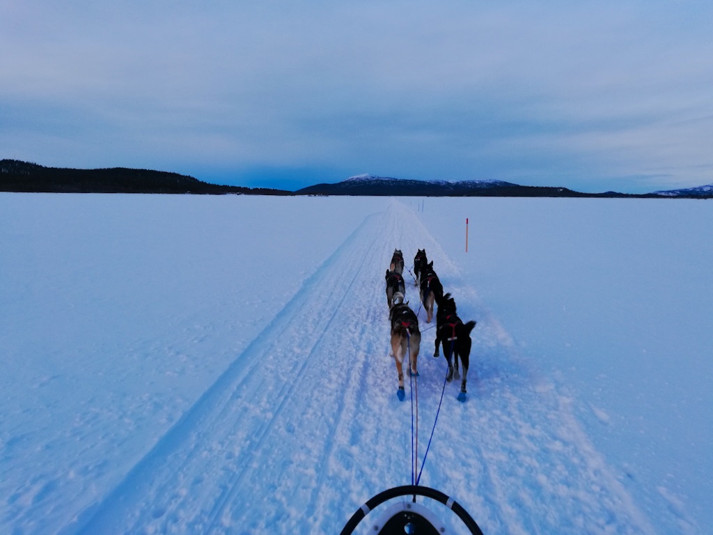 Husky ride at Saariniemi Estate in Lapland Rovaniemi